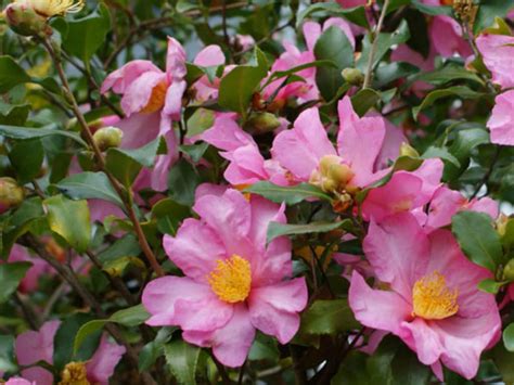 camellia sasanqua sasanqua camellia