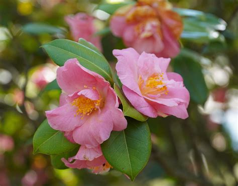 camellia sasanqua varieties australia