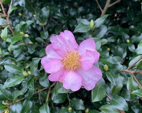 camellia sasanqua winter star