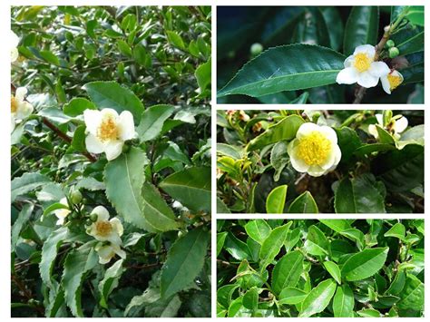 camellia sinensis assamica