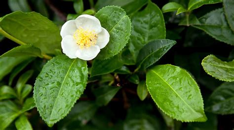 camellia sinensis common name