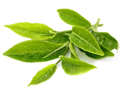 camellia sinensis leaf extract inci name