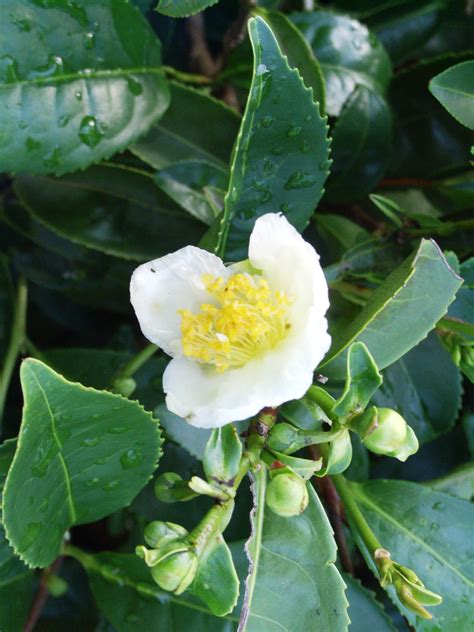 camellia sinensis plant in chinese