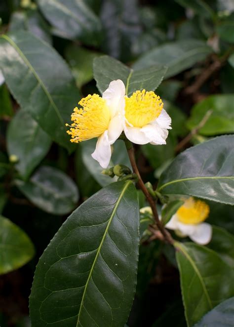 camellia sinensis plants for sale