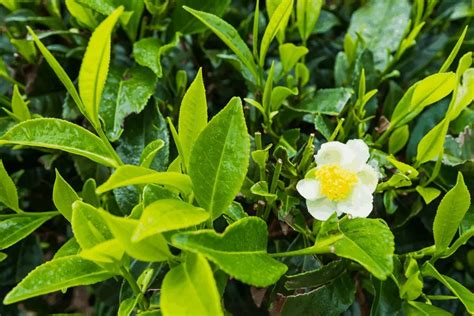 camellia sinensis tea plant how to grow