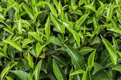 camellia sinensis tea plants