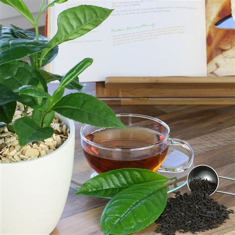 camellia sinensis tea taste