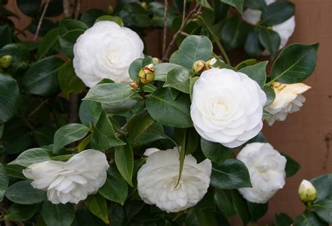 camellia small white flowers