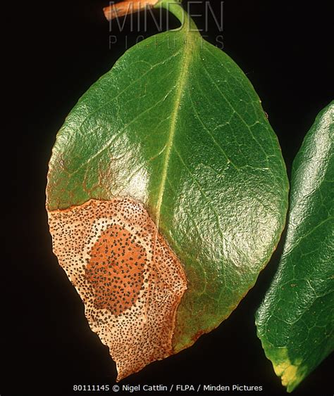 camellia spots on leaves