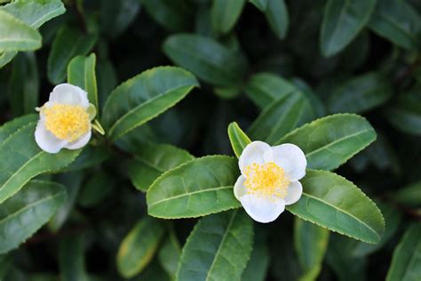 camellia tea plant