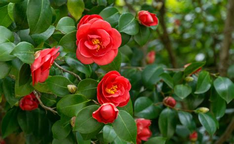 camellia tree pruning