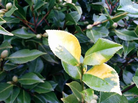 camellia yellow leaves problems
