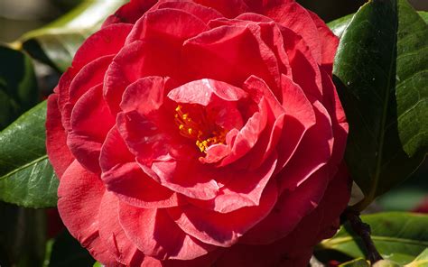 camellias care