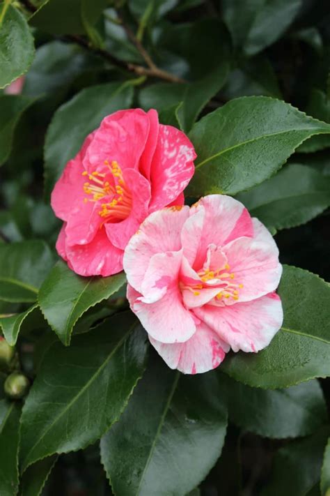 camellias flowers pictures