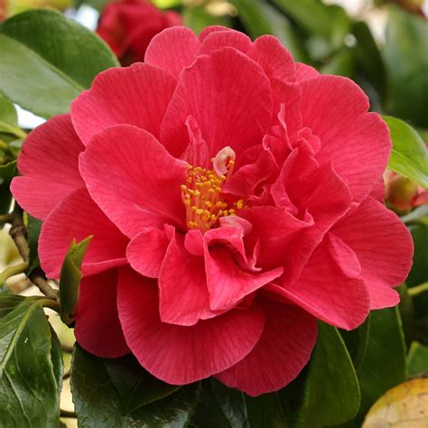 camellias for sale
