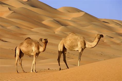 camels are amazing animals