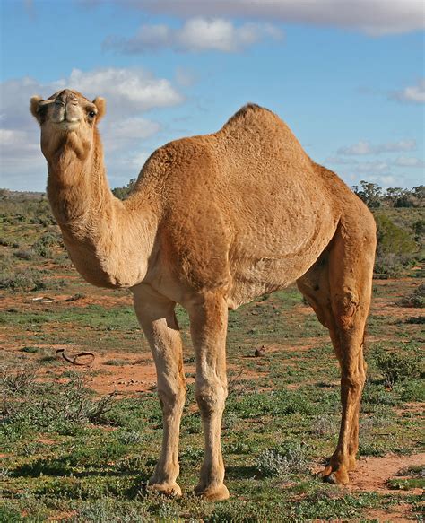 camels in australia facts