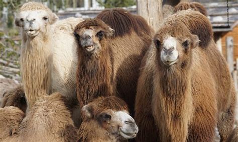 camels in north america