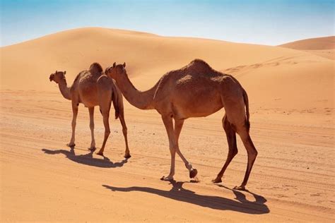 camels in the desert united arab emirates