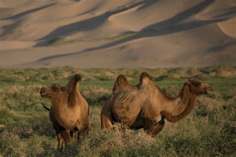 camels in the wild