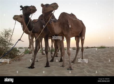 camels in west africa