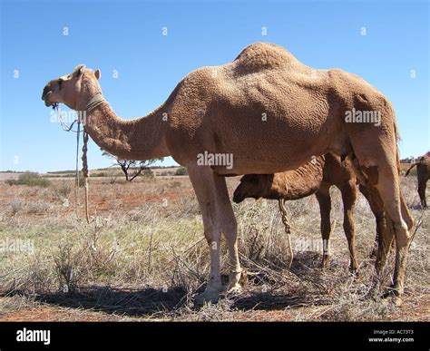 camels in western australia