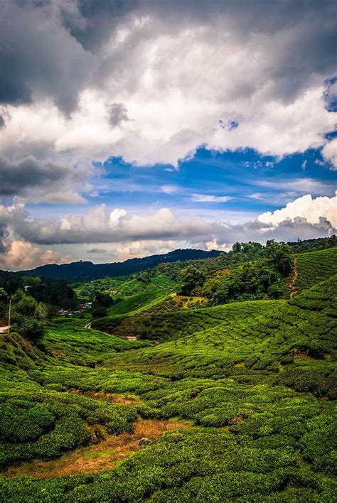 Cameron Highland Highest Point