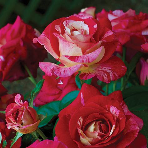 camille pissarro floribunda rose