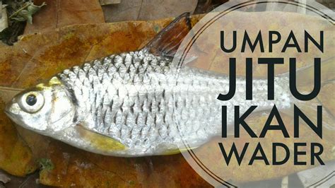 Mengenal Campuran Umpan Ikan Wader