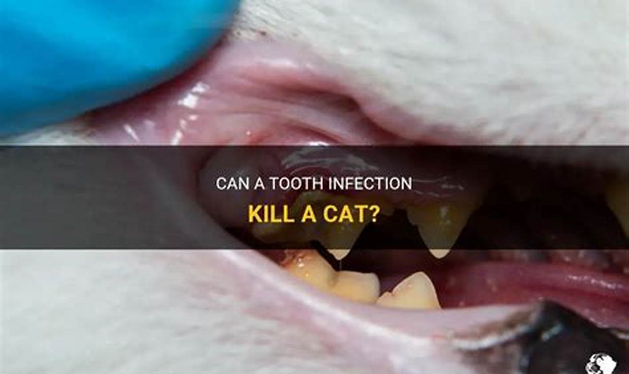 can a cat die from tooth infection