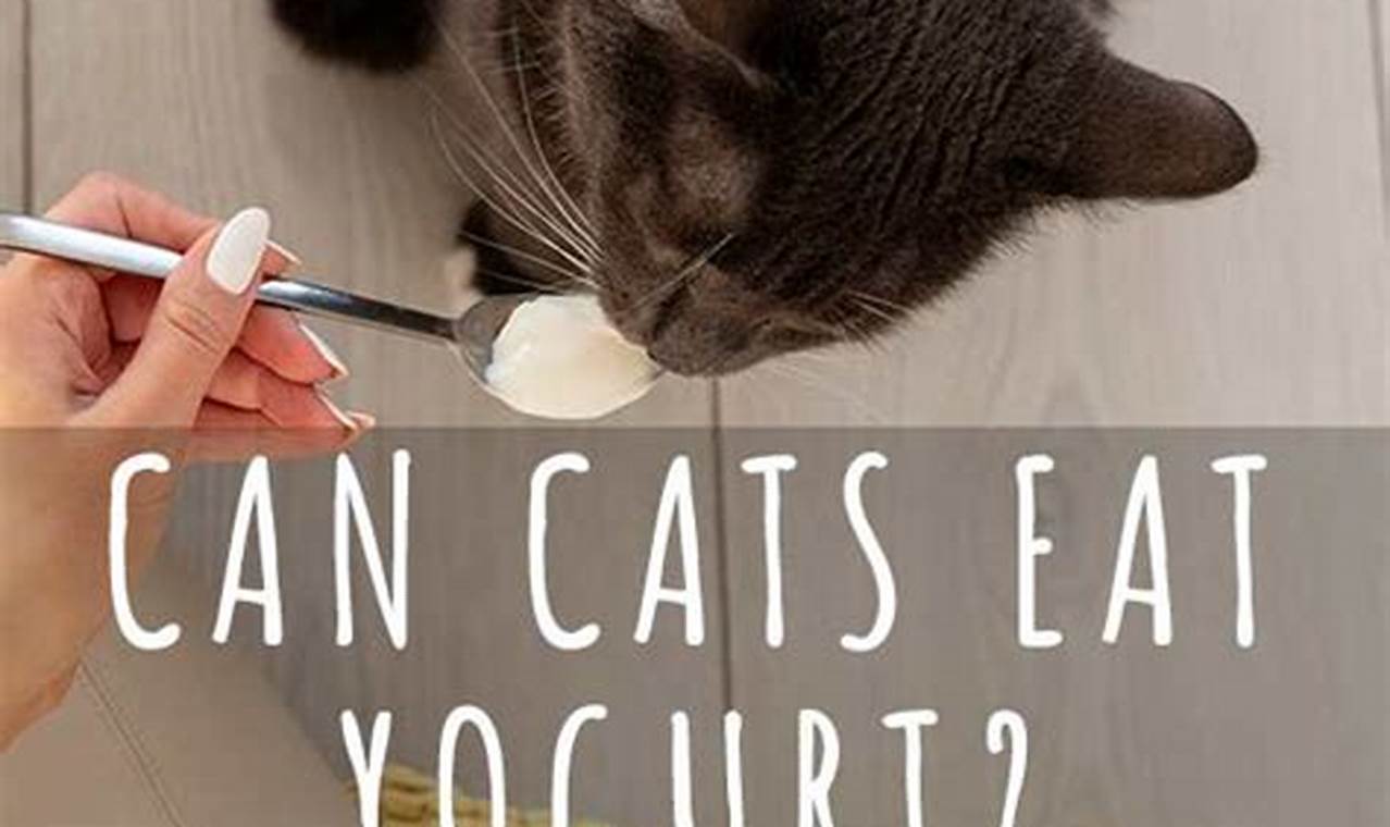 can a cat eat yogurt