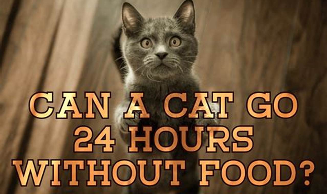 can a cat go 24 hours without food