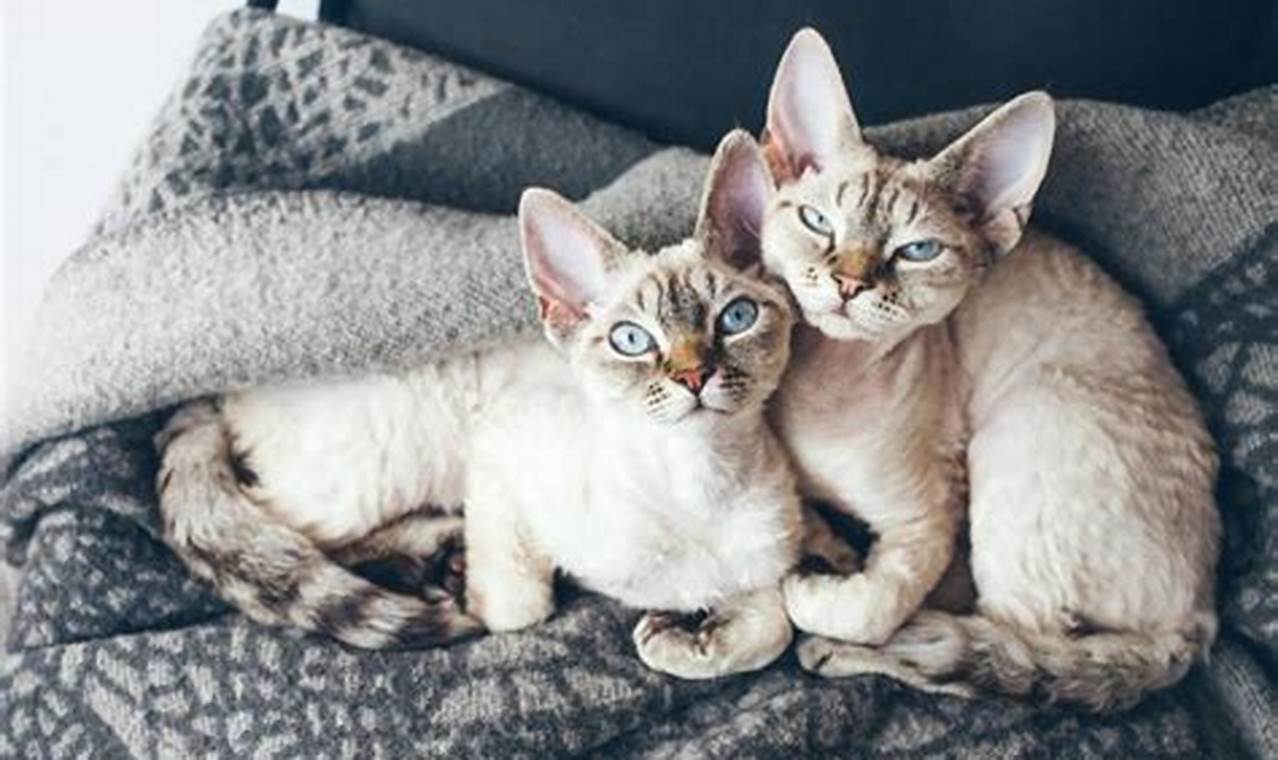 can a cat have twins