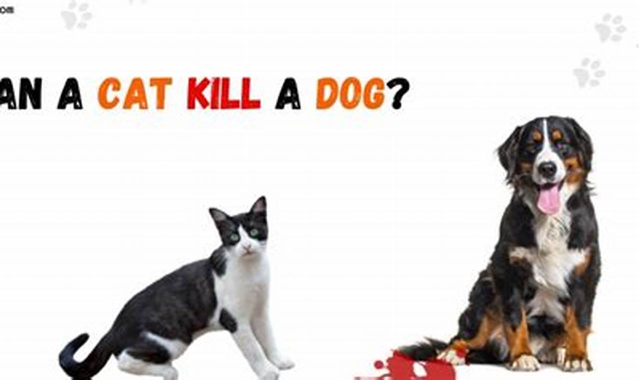 can a cat kill a dog