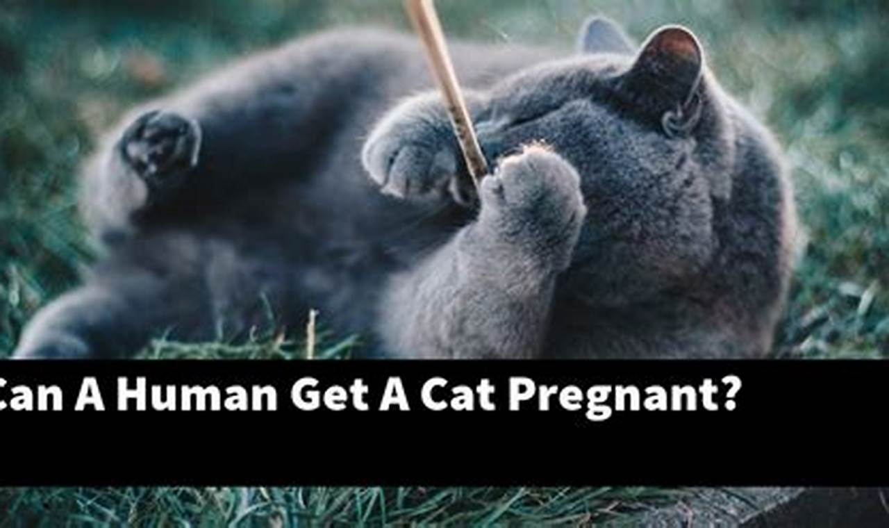 can a human get a cat pregnant