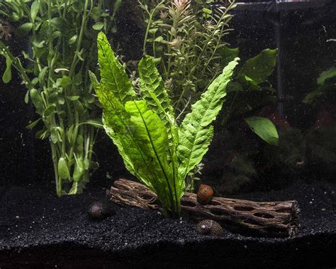 How To Plant Java Fern In Gravel Gardening Mania