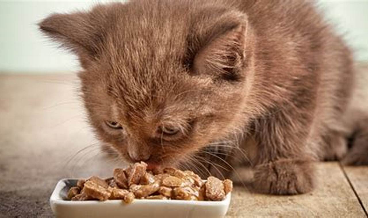 can a kitten eat adult cat food