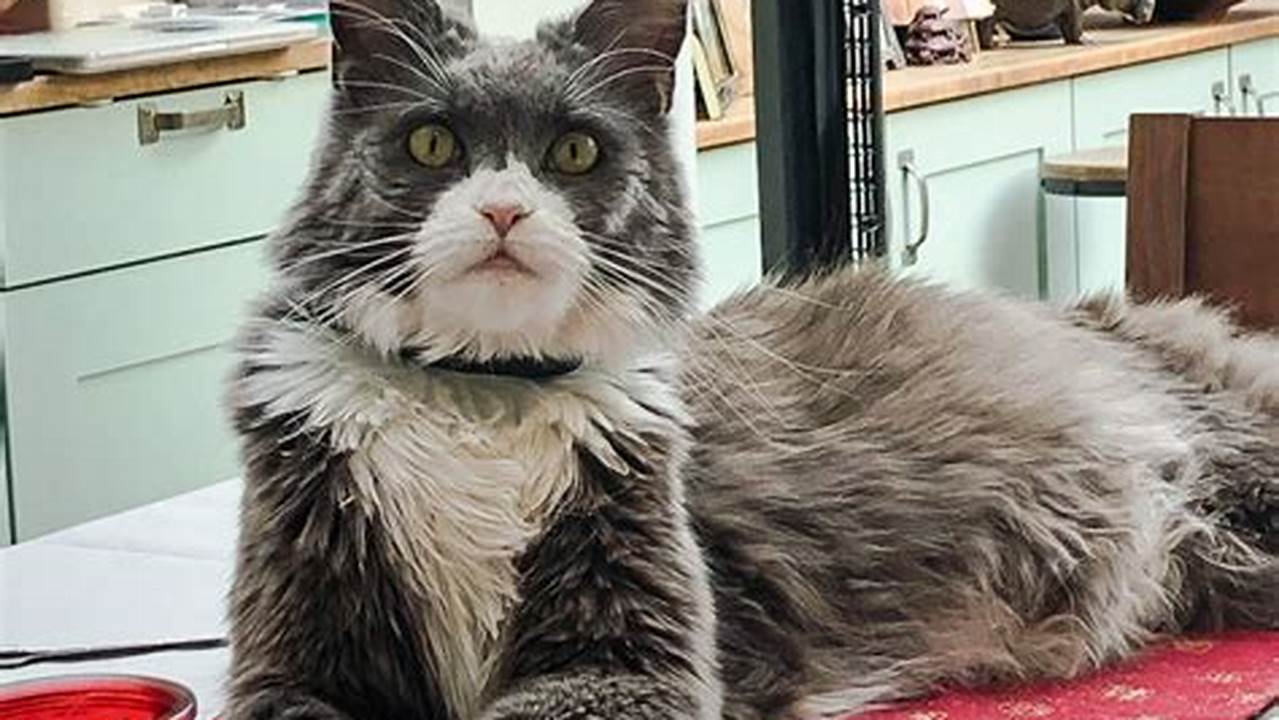 Can a Maine Coon Cat Be Short Haired?