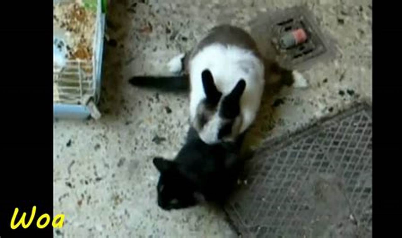 can a rabbit and a cat mate