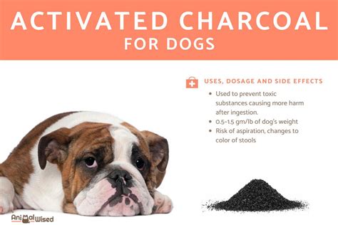 Activated Charcoal in Dogs Conditions Treated, Procedure, Efficacy