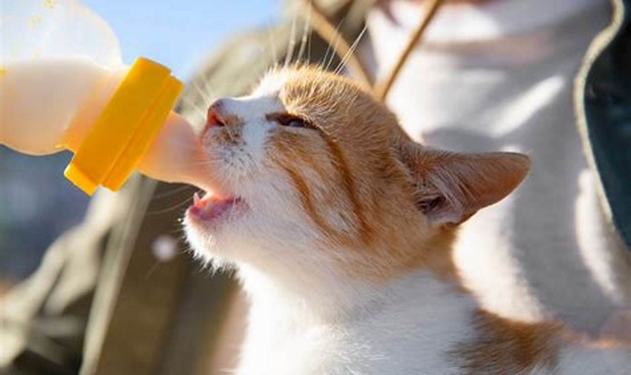 can adult cats drink milk