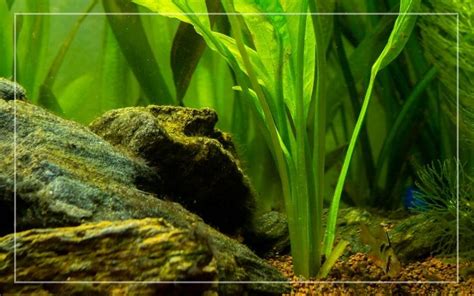 22 Best Live TallGrowing Aquarium Plants Aqua Goodness