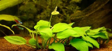 How do you plant anubias in substrate? The Planted Tank Forum
