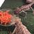 can bearded dragons eat carrots