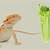 can bearded dragons eat celery