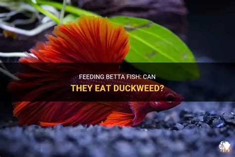 Betta Fish Eating Duckweed BETTAKUS