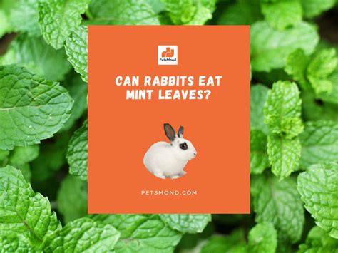 Green Vegetables For Rabbits Taka Vegetable