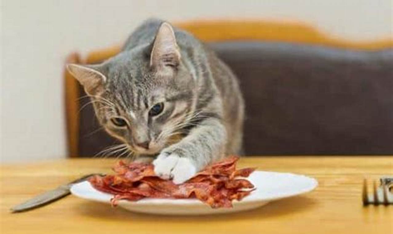 can cat eat bacon