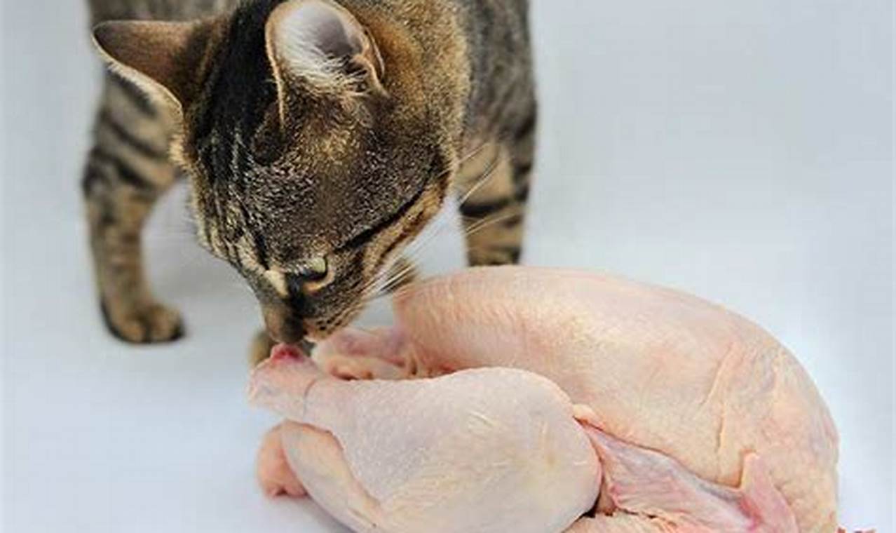 can cat eat chicken