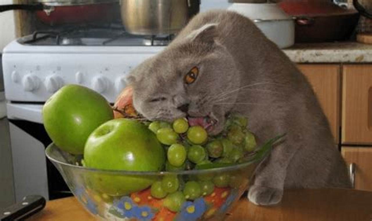 can cat eat grape